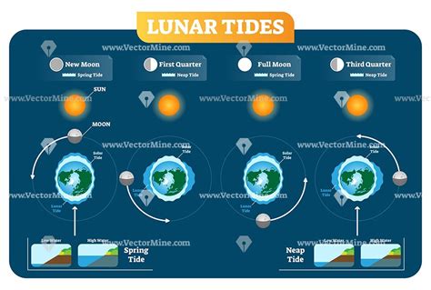 Lunar And Solar Tides Vector Illustration Diagram Astronomy Science