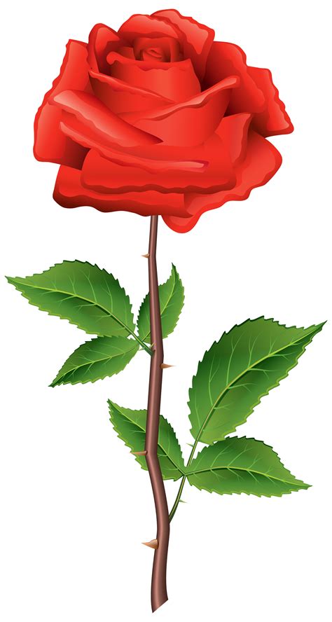 Red Rose With Stem Png Clip Art Red Rose With Stem Transparent Png The Best Porn Website