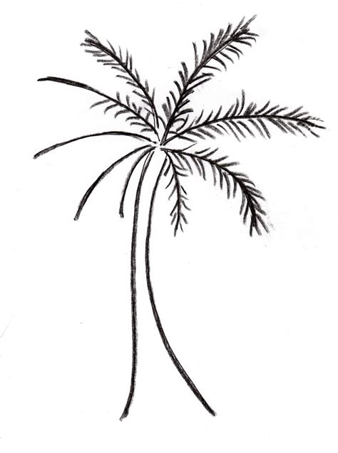 How To Draw Palm Tree Leaves