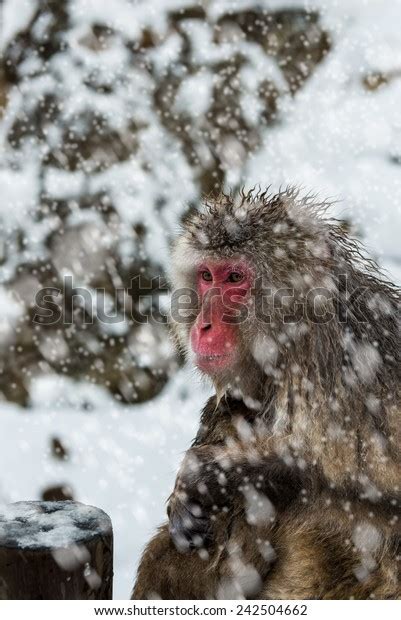 Mother Snow Monkey Clutches Her Baby Stock Photo 242504662 Shutterstock