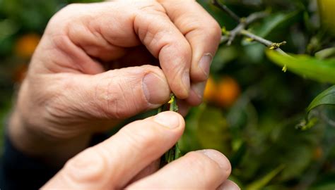 Farmers Researchers Try To Hold Off Deadly Citrus Greening Daily