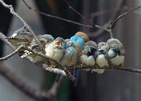 Birds Cuddle Up To Stay Warm 22 Pics