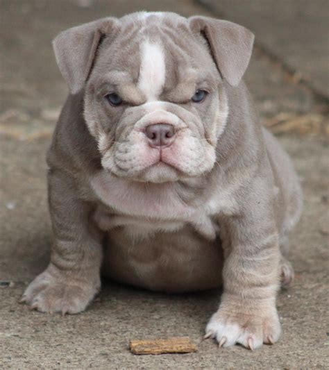 Our french bulldogs have blood of repeated champions of various regional and international shows and information for sale puppy. Images For > Miniature English Bulldog Puppy | FURbabies ...