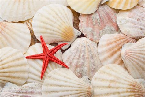 Red Starfish Over Background Of Sea Shells Stock Photo Image Of