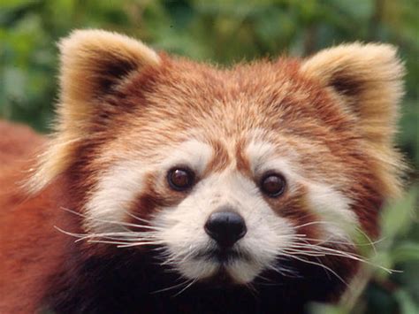 Red Pandas Jungle Book 3d Wiki Fandom Powered By Wikia