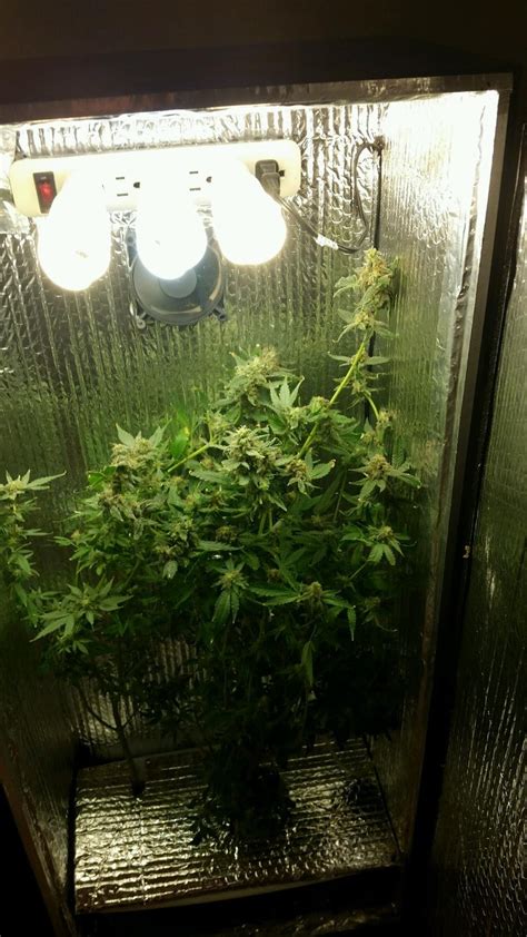 Check spelling or type a new query. New 4 foot grow cabinets for sale.: Recent photos of ...