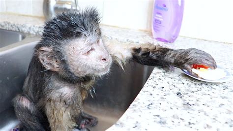 Monkey Takes A Relaxing Luxurious Bath Youtube