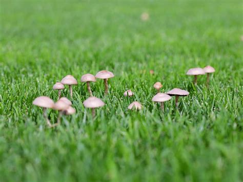 Mushrooms Growing In Garden Ireland Hosea Mckee