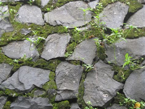 Free Photo Stone Wall Texture Moss