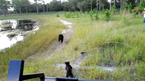 Florida Bear Rescued After Getting Head Stuck In Jar