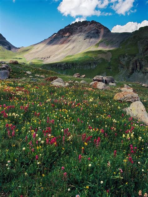 Wildflowers In San Juan Mountains In Colorado Stock Photo Image Of