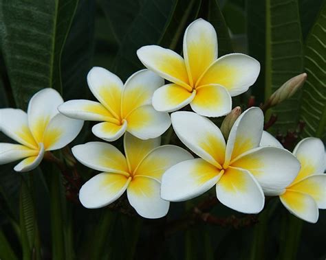 Frangipani A Flowering Favourite Plants Whitsunday