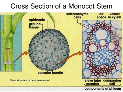 Internal Structure Of Monocot Stem Youtube