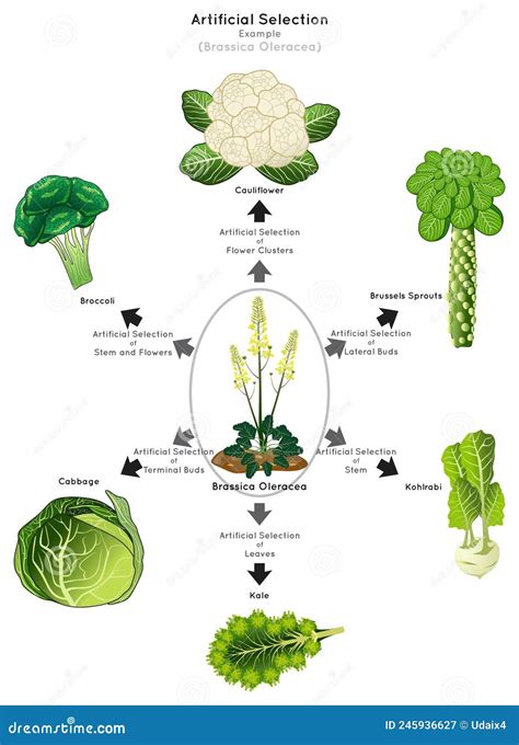 Artificial Selection Infographic Diagram With Example Of Brassica