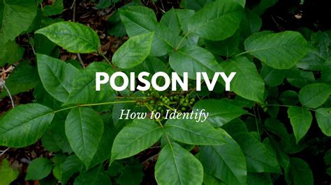 How To Identify Poison Ivy Youtube
