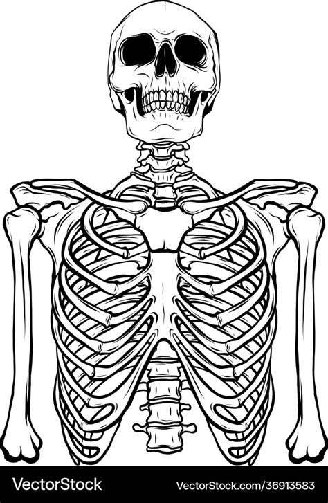 Draw In Black And White Human Skeleton On White Vector Image