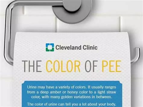 Infographic What The Color Of Your Pee Says About You Business Insider India
