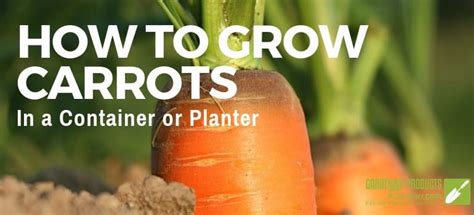 How To Grow Carrots In A Container Or Planter For Maximum Harvest
