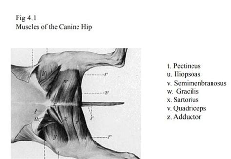 Canine Hindlimb Anatomy Physiopedia