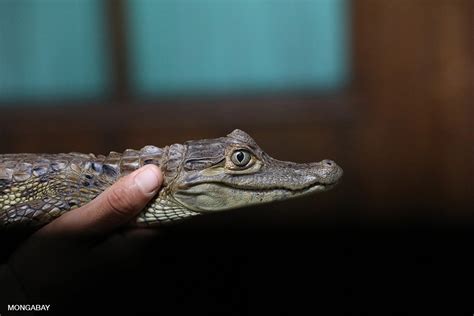 Common Caiman Caiman Crocodilus