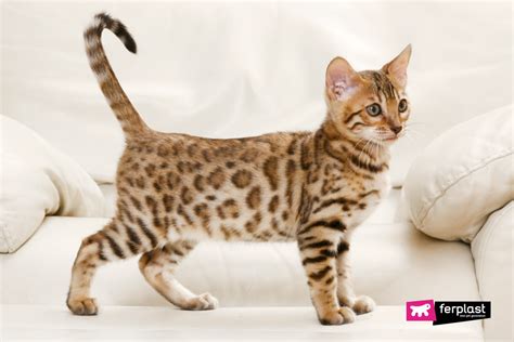 5 Curious Facts About The Bengal Cat Characteristics