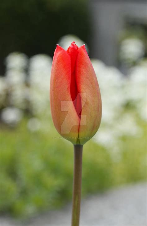Tulip Bud By Metalmouseart On Deviantart