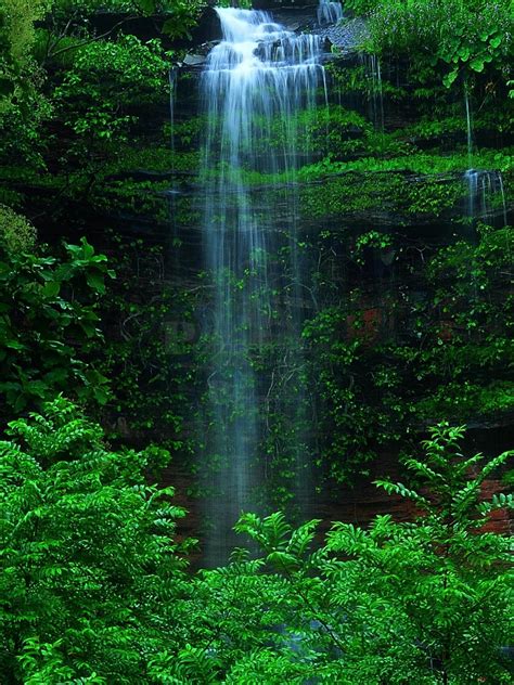 Green Forest Waterfall Hd Wallpaper Download