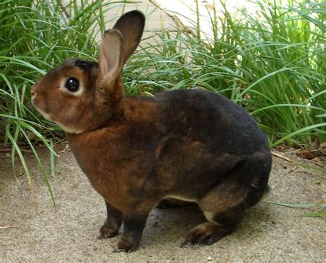 Best Rabbits To Have As Indoor Pets Pets Retro