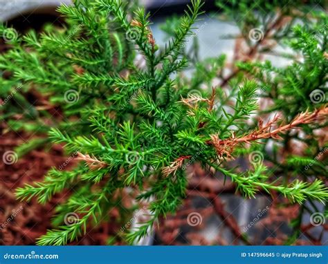 Branch And Leaf Of The Dwarf Hinoki Cypress Chamaecyparis Obtusa Nana
