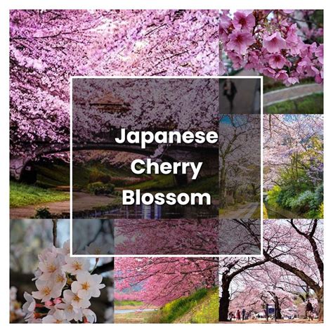 How To Grow Japanese Cherry Blossom Tree Plant Care And Tips