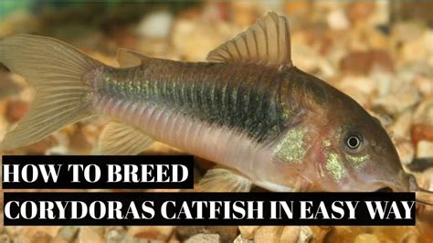 How To Breed Corydoras Catfish In Eaasyway Youtube