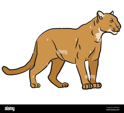 Drawing Illustration Of The Wild Mountain Lion Stock Vector Image And Art