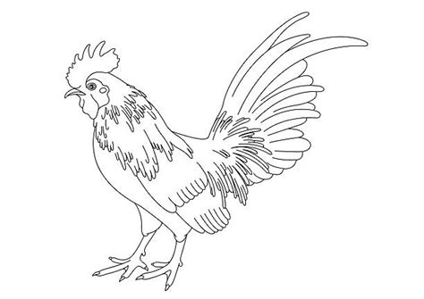 Chicken Strain Illustrations Royalty Free Vector Graphics And Clip Art