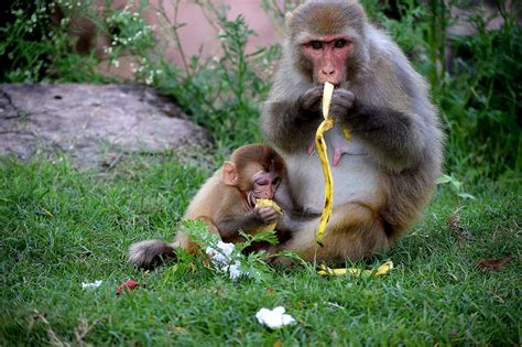 Monkey Eating Bananas · Free Stock Photo
