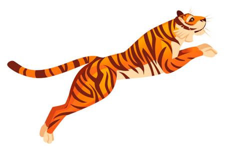 Leaping Tiger Illustrations Royalty Free Vector Graphics