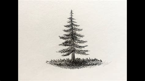 How To Draw A Pine Tree Youtube