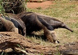 Anteater Facts: Behavior, Diet, Digestion & More - Turn Your Curiosity ...