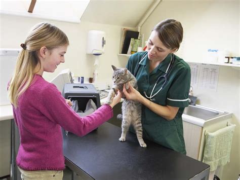 Keep Your Cat Healthy With Visits To The Veterinarian Animal Behavior