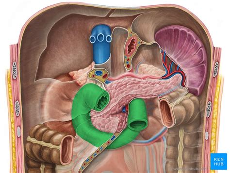 Small Intestine Anatomy And Clinical Aspects Kenhub