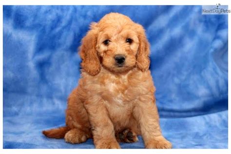 The goldendoodle is a cross between the golden retriever and poodle dog breeds and tends to exhibit the best traits inherited from the parent breeds. Goldendoodle puppy for sale near Lancaster, Pennsylvania ...