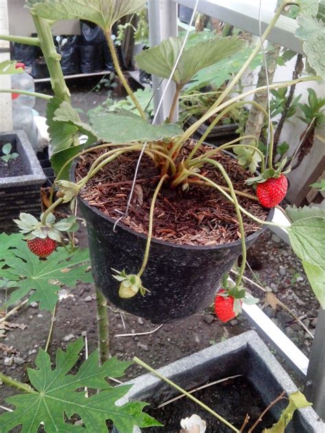 Strawberry adalah salah satu jenis tanaman hortikultura buah yang telah banyak dibudidayakan bagi para petani di pelosok dan di daerah perkotaan. Merawat Strawberry dan Hasil Panen Ku - Tanaman Hidroponik ...