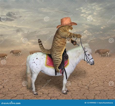 Ковбой кота на лошади 2 стоковое фото изображение насчитывающей пастух