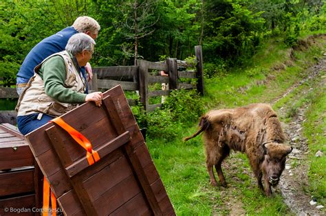 Wildlife Reintroduction An Expert Qanda Rewilding Europe