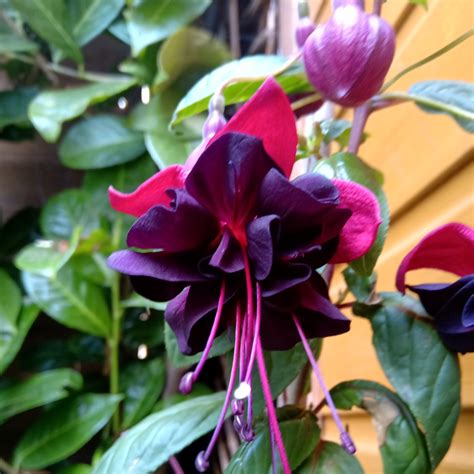 Fuchsia Voodoo Fuchsia Voodoo In Gardentags Plant Encyclopedia