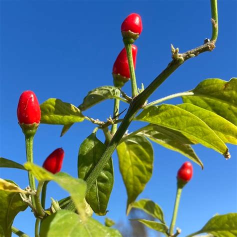 Pequin Pepper Live Plant Tyler Farms