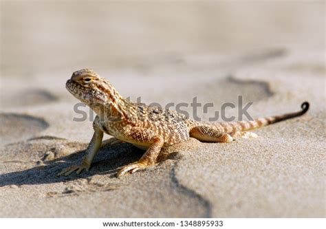 Lizard On Sand Toadhead Agama Phrynocephalus Stock Photo 1348895933