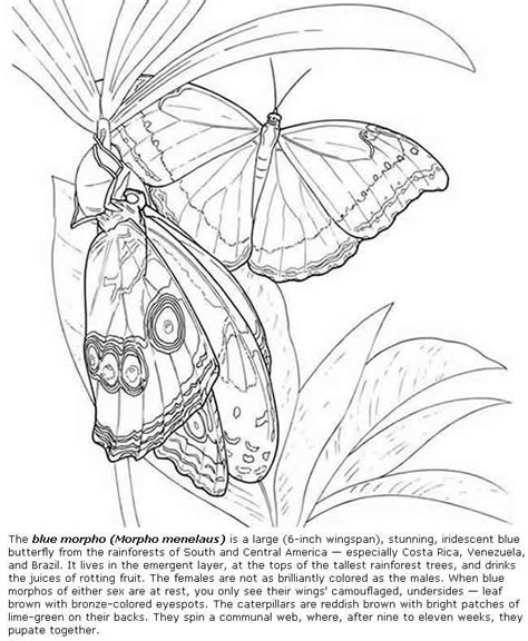 Blue Morpho Butterfly Coloring Page Coloring Page Blog