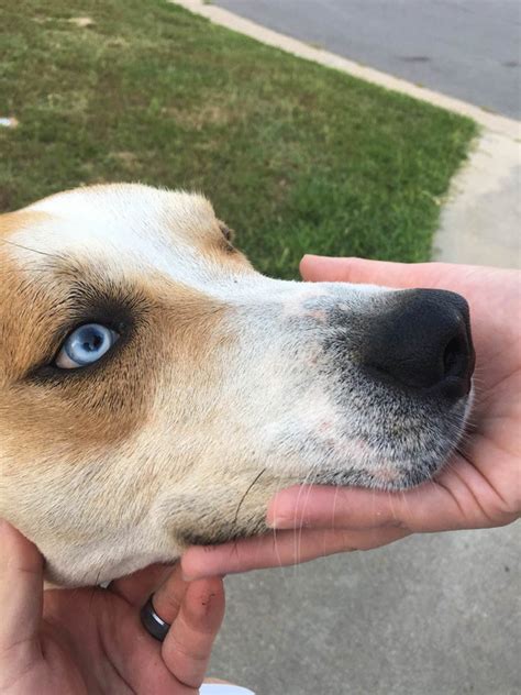The Most Beautiful Eyes On A Pupper Ive Ever Seen