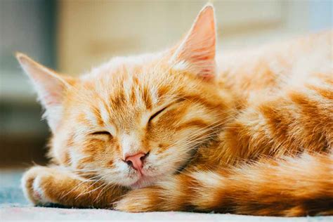 But actually, tabby cat is not a breed; Cool Facts about Orange Tabby Cats | Pet Friendly House