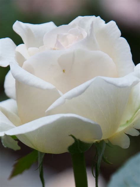 Free Download Beautiful White Rose 4k Flower Wallpapers And Hd Images